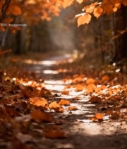  秋日林间落叶覆盖的小路2802#竖屏 	 