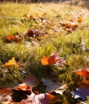  秋日草地落叶阳光景象6888#竖屏 	 