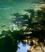  清澈水域中游动的群鱼6766#竖屏 	 