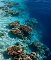  清澈海洋中的珊瑚礁景观4694#竖屏 	 