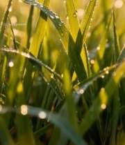  清晨草地露珠特写(1)6762#竖屏 	 