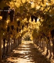  葡萄园葡萄藤下光影景象4287#竖屏 	 