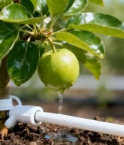  苹果树滴灌灌溉近景素材1539#竖屏 	 