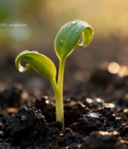  破土而出的嫩绿幼苗(1)7851#竖屏 	 