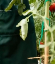  女性温室采摘西红柿3624#竖屏 	 