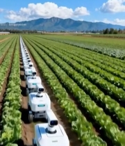  农田中农业机器人作业场景1726#竖屏 	 