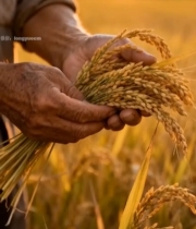  农民手持稻谷特写3405#竖屏 	 