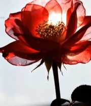  逆光下的红色玫瑰花特写5939#竖屏 	 