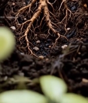  泥土中人参根部特写2196#竖屏 	 