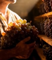  男子手持葡萄于室内望向葡萄架6164#竖屏 	 