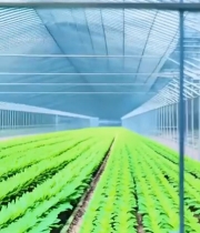  男子监控温室大棚蔬菜数据7774#竖屏 	 