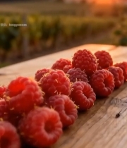  木桌上的树莓特写2946#竖屏 	 