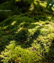  木桌上摆放的新鲜桃子4613#竖屏 	 