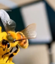  蜜蜂花朵间采蜜特写1292#竖屏 	 