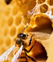  蜜蜂蜂巢特写素材26#竖屏 	 