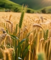  麦田麦穗特写素材7787#竖屏 	 