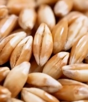  麦粒特写素材7343#竖屏 	 