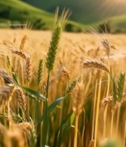  麦田麦穗特写素材7787#竖屏 	 