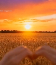  麦田夕阳下双手比心画面1137#竖屏 	 
