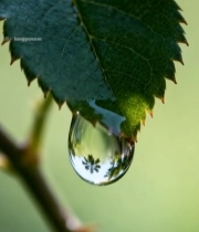  绿叶上晶莹剔透的水滴1569#竖屏 	 