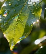  绿叶上晶莹的水滴特写(1)3306#竖屏 	 