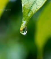  绿叶上晶莹的水滴特写(2)7528#竖屏 	 