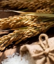  麻袋大米与稻穗特写素材3415#竖屏 	 