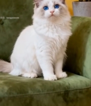  绿沙发上的蓝眼布偶猫1092#竖屏 	 