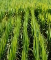  绿色稻田近景素材3831#竖屏 	 