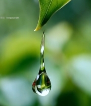  绿叶上的晶莹水滴特写2115#竖屏 	 