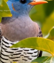  绿叶间的彩色鸟类特写1021#竖屏 	 