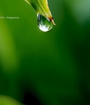  绿叶上的晶莹水滴特写(2)2897#竖屏 	 