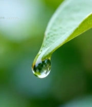  绿叶上的晶莹水滴1133#竖屏 	 