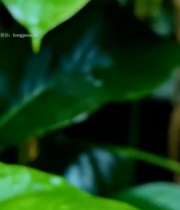  绿叶上的青蛙特写1398#竖屏 	 