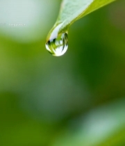  绿叶上的晶莹水滴(2)6266#竖屏 	 