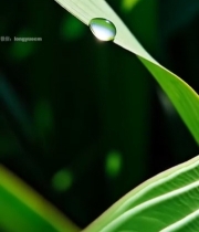  绿叶上的晶莹水滴特写(6)7245#竖屏 	 