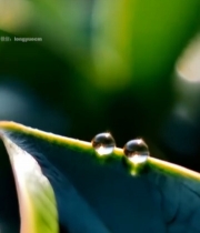  绿叶上的晶莹水滴特写(1)2514#竖屏 	 