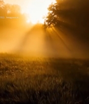  林间阳光下的自然风景7729#竖屏 	 