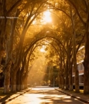  林荫道阳光洒落风景3939#竖屏 	 