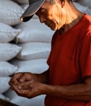  老人查看粮食颗粒605#竖屏 	 