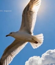  蓝天中海鸥展翅飞翔531#竖屏 	 