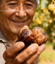  老人手持核桃特写268#竖屏 	 
