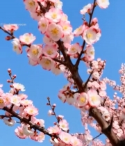  蓝天背景下盛开的粉色花朵2429#竖屏 	 