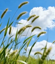  蓝天白云下的麦田麦穗素材5330#竖屏 	 