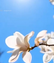  蓝天背景下绽放的白玉兰1501#竖屏 	 
