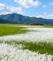  蓝天白云下的芦苇荡与远山7820#竖屏 	 