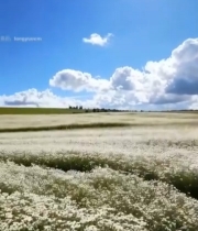  蓝天白云下的雏菊花海4367#竖屏 	 