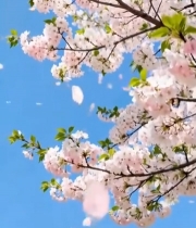  蓝天背景下盛开的樱花(1)5677#竖屏 	 