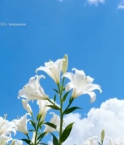  蓝天下绽放的白色百合花5265#竖屏 	 