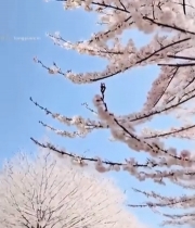  蓝天背景下盛开的樱花(2)7530#竖屏 	 